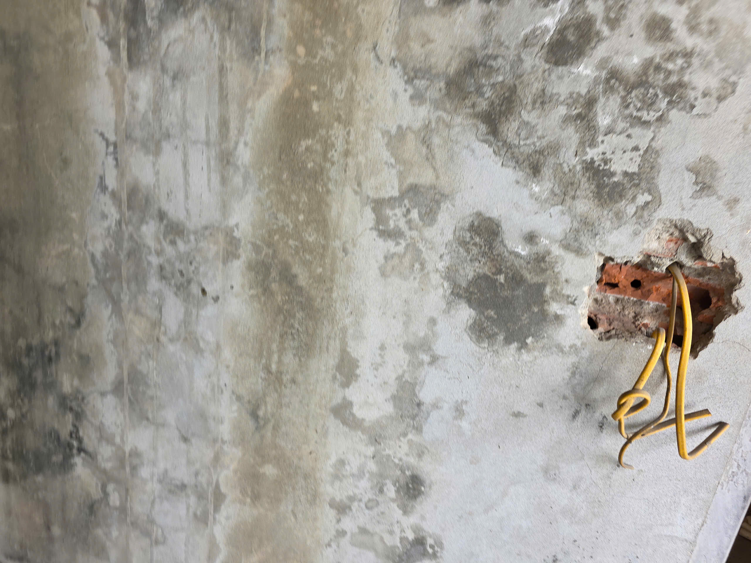 Xuân Thủy Tiên, Xuân Mai, Hà Nội2